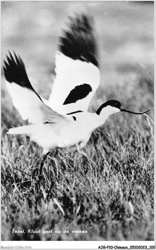 Ajgp10 0893 oiseaux - oiseaux,