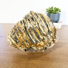 Authentique Dent fossile