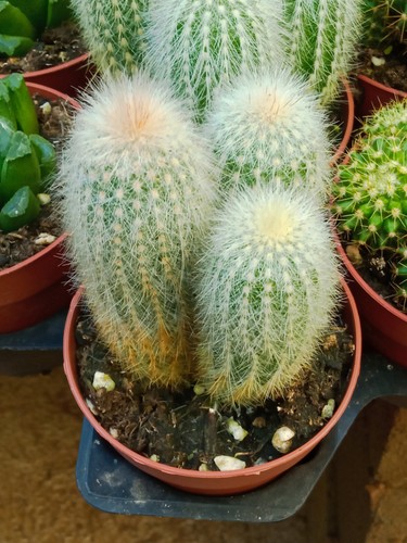 Cactus torche cleistocactus - cactus,