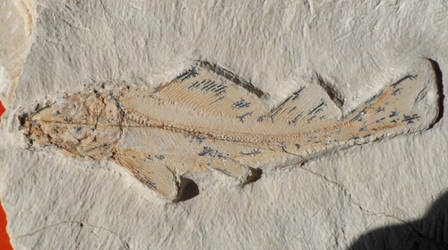 Poisson fossile crétacé - crÉtacÉ, du