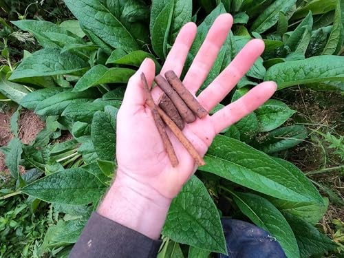 Comfrey root cuttings - comfrey,