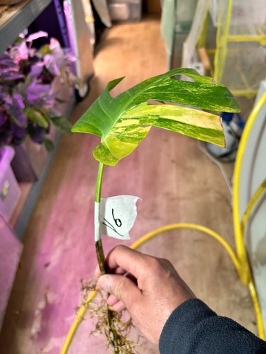 Bouture monstera yellow - monstera,