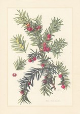 European Yew - Taxus Baccata Color Print from 1960 Ibe Ife Tacks