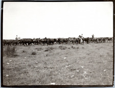 France, Camargue, manade Lescot, 1913 Vintage silver print. Silver Print