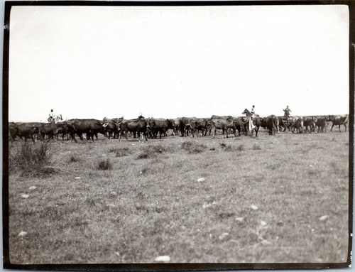 France camargue manade - france,,