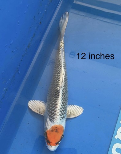 Inch tancho kujaku - inch, imported