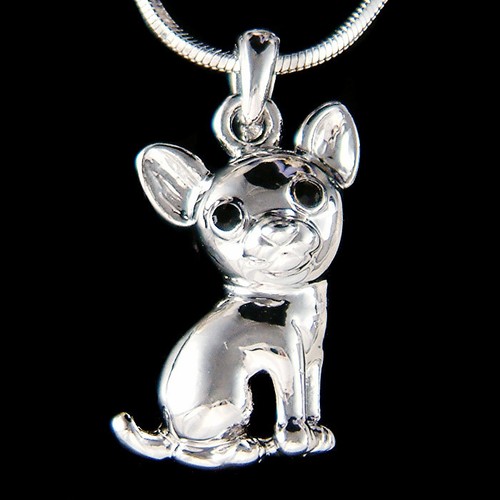 Mini chien chihuahua avec - chien,
