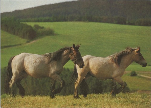 Carte postale ddr deux - carte,