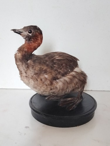 Oiseau naturalisé taxidermie