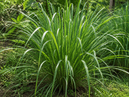 Cymbopogon flexuosus 300 - flexuosus,,