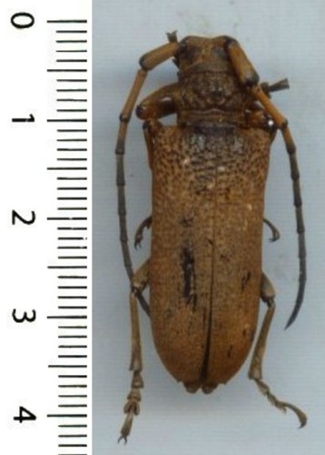 Cerambycidae joesse - -,