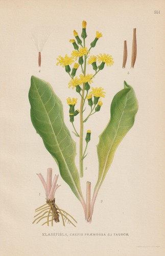 Abgebissene pippau crepis - abgebissene,