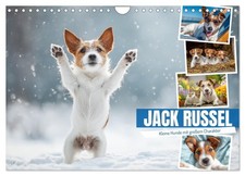 JACK RUSSEL - Des petits