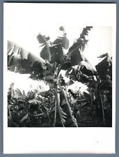 Guinea, A Banana Tree in Full Report Vintage Print.  12x Silver Print