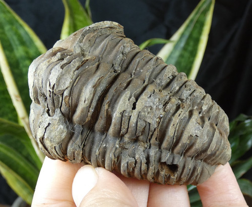 Beau trilobite fossile - trilobite,