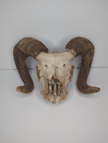 Mouflon ram horn - horn, skull