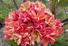 Rare Plumeria "SIAM ORANGE" /frangipani- 1 cutting- imported