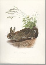LE LAPIN DE GARENNE, GRAVURE