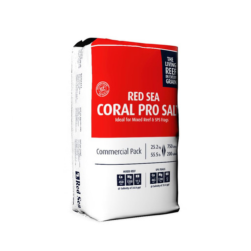 Red sea coral - sea, marine