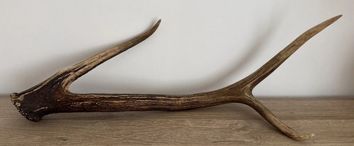 Bois cerf véritable - bois,