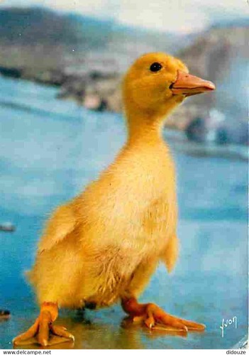 Carte postale animaux - carte,