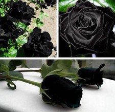 10 graines de Rosier grimpant rose NOIR - 10x BLACK Rose rosebush seeds