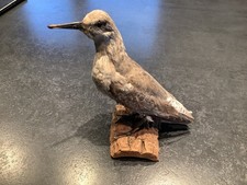 taxidermie oiseaux :  BECASSEAU MAUBECHE