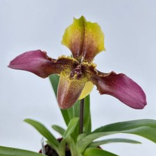 Paphiopedilum Hans Strahl "BV
