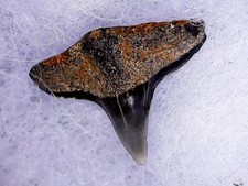 SHARK TOOTH SHARK - SQUATINA LERICHEI MIOCENE BAKERSFIELD USA 1JUL25