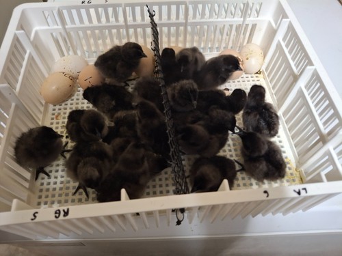 Ayam cemani quaility - (12+2),