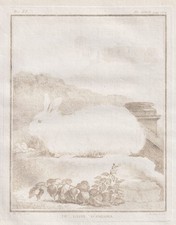 Lapin Angora Gravure Bistre