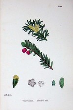 Original Old Antique Print Botany Plants C1902 Common Yew Taxus Baccata Flowers