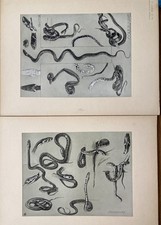 Mathurin Méheut 2 planches