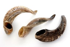 1 Original Schafshorn Corne