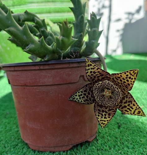 Stapelia variegata orbea - stapelia, variegata/orbea