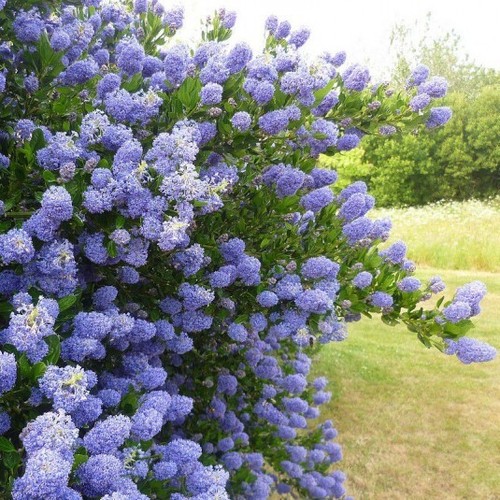 Lilas californie syrak - californie,