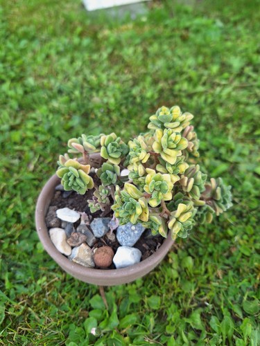 Aeonium lindleyi easy - lindleyi,