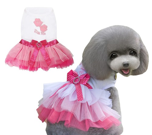Chien robe luxe - chien, jupe