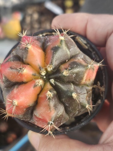 Gymnocalycium moon arrow - gymnocalycium, "