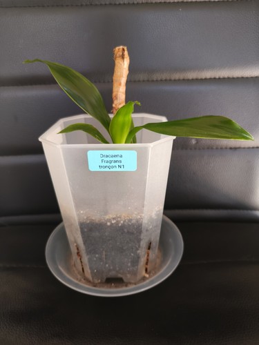 Tronçon dracaena fragrans - tronçon,