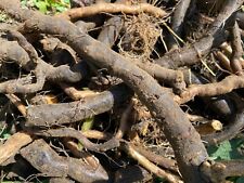 50 Organic Comfrey Root Cuttings 4” Each Shipped Day of Harvest - NO PESTICIDES