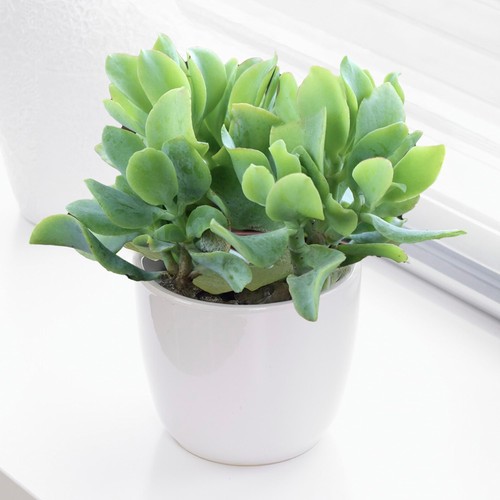 Plante intérieur crassula - plante,