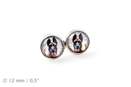 Malinois animaux domestiques - malinois.,