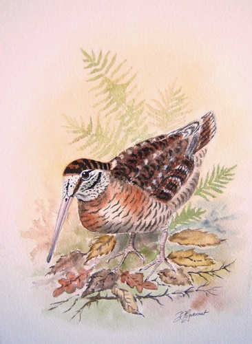 Bécasse des bois - des, aquarelle