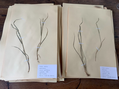 Herbier planches bretagne - herbier, 63