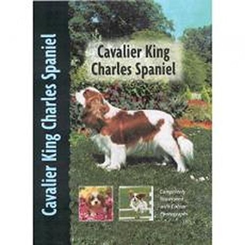 Cavalier king charles spaniel - king,