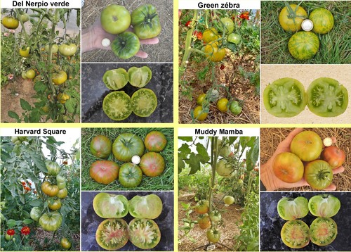 Variétés tomates au - variétés, de