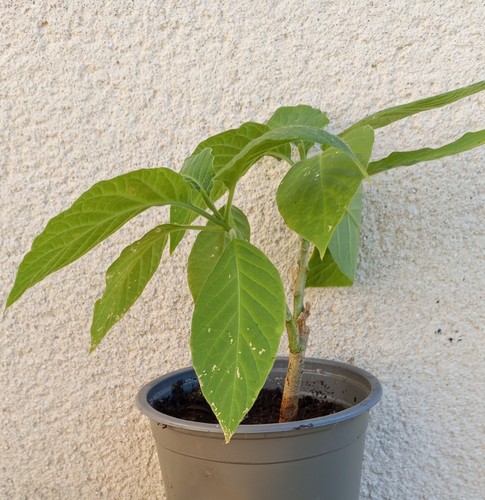 Brugmansia rose datura - brugmansia,