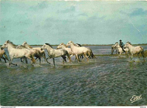 Carte postale animaux - carte,