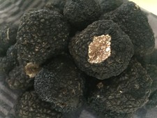 Truffes fraîches de Bourgogne-producteur récoltant (format de 50grs à 5kg)